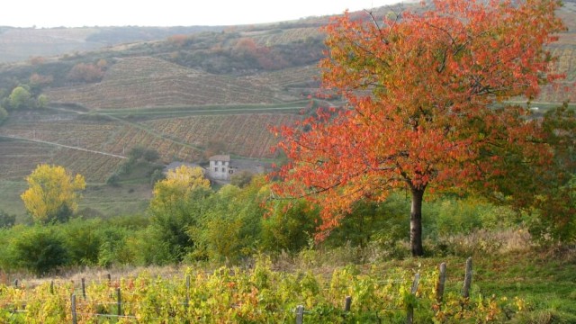 Le vignoble Beaujolais aux couleurs de l'automne