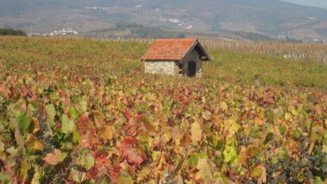 Cadole dans le vignoble Beaujolais