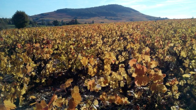 Mont Brouilly en automne