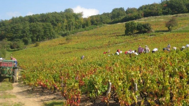 Les vendanges manuelles en Beaujolais