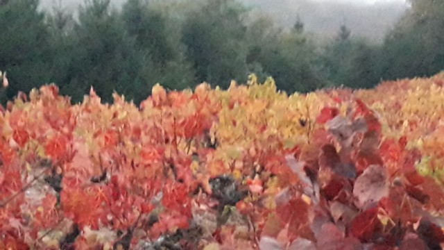 Chiroubles entre vignes et forêt