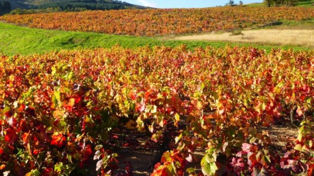 Vignes aux couleurs d'automne, Brouilly