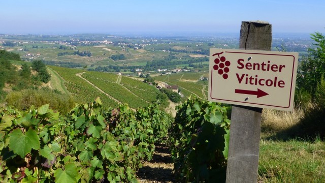Sentier viticole Beaujolais village