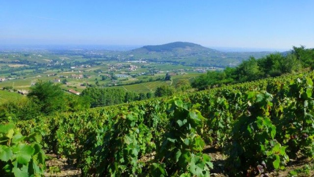 Côte de Brouilly, cru du Beaujolais